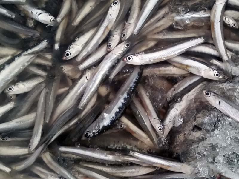 Pescados y Mariscos El Timi Málaga