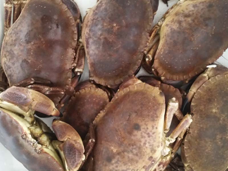 Pescados y Mariscos El Timi Málaga