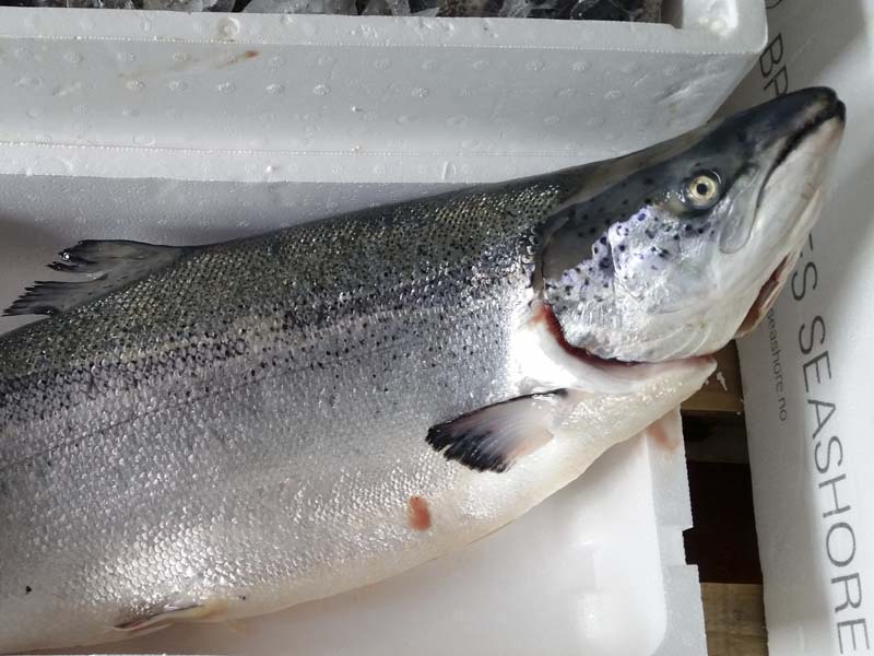 Pescados y Mariscos El Timi Málaga